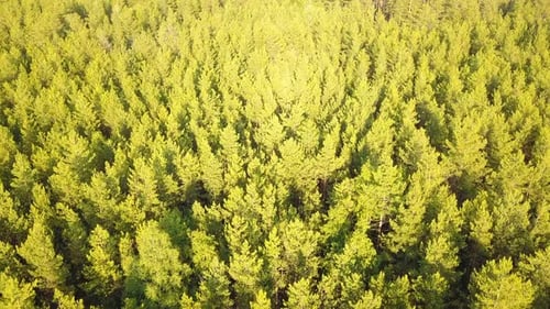 Green Nature Forest