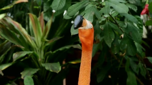 Rosa Flamingo in einem tropischen Lebensraum