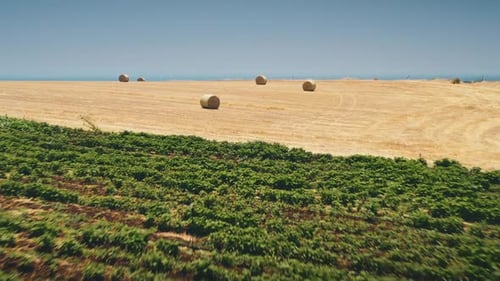 Zoom Out Yellow Mow Bales Hay Stacks on Meadow Field in Farm Ranch on Harvest Season