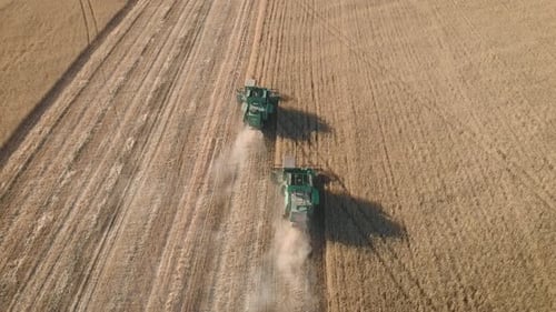 Aerial View on the Harvesters Working on the Large Wheat Field. Harvesting Agricultural Golden Ripe