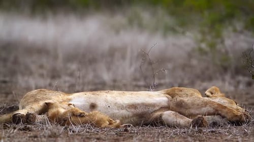 African lion in Kruger National park, South Africa