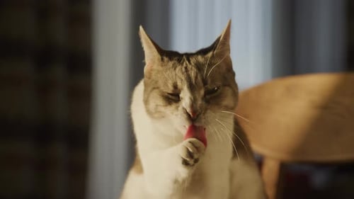 Close Up of a Domestic Cat Washing Up Her Paw on a Golden Hour Sunlight in Slow Motion