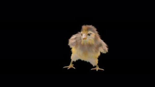 Cute Baby Chick Dancing Loop Animation