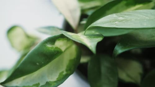 Flower Plant Closeup