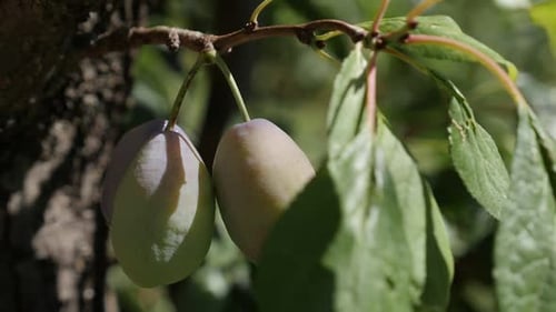 Vidéo HD au Ralenti de Prunus domestica 1920X1080 - Prunier violet au ralenti DOF peu profond 1080p Full
