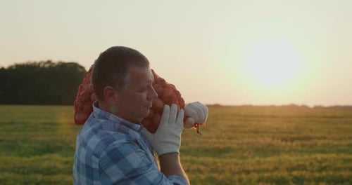 Farmer Carries a Bag of Potatoes Along the Field