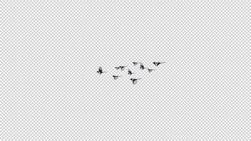 Eurasian Magpie - Flock of 10 Birds - Flying Over Screen - Side View MS - Alpha Channel