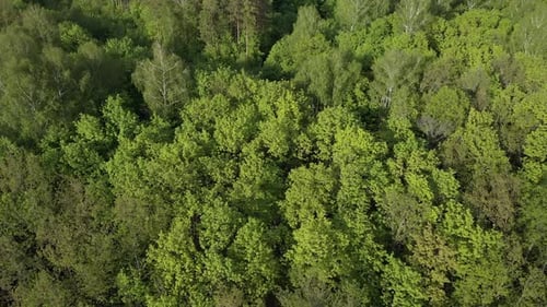 Flying over the peaks of green trees in a summer forest