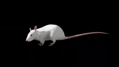 White Rat Idle Seitenansicht