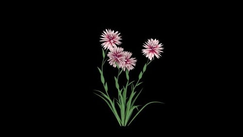 Animated Flower Growth with Blooming Petals