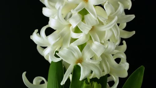 Rotation of a spring flower on a black background. White hyacinth flower rotates 360