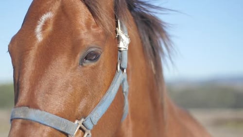 Pferd