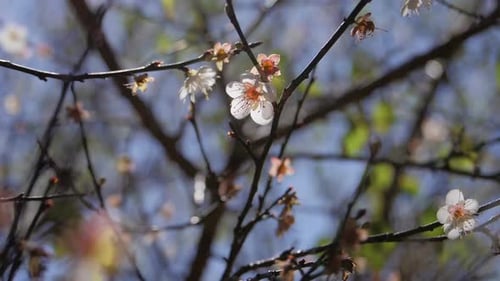 Blume im Frühling
