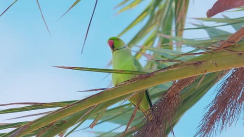 Ein neugieriger Wildpapagei Ein neugieriger Wildpapagei Der Rosenringsittich Psittacula Krameri, auch bekannt als
