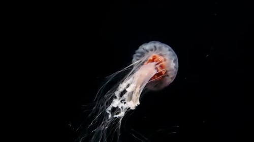 Qualle unter Wasser auf Schwarz