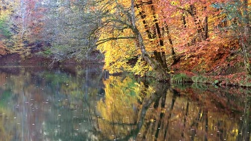 Reflection of Autumn Colors on the Lake Surface in the Fantastic Calm Forest