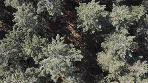 Aerial Wald