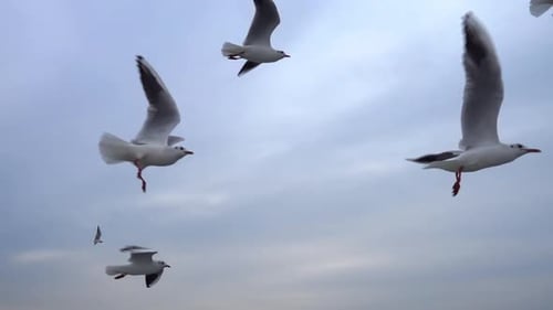 Möwen fliegen im grauen, sauberen Himmel. Nahaufnahme Vogelschwarm fliegt in Zeitlupe. 3