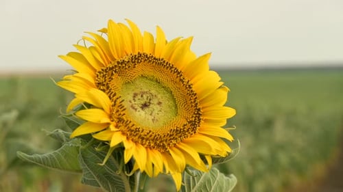 Yellow Sunflower Close-up. The Feedstock Cultivation for Sunflower Oil on a Farm
