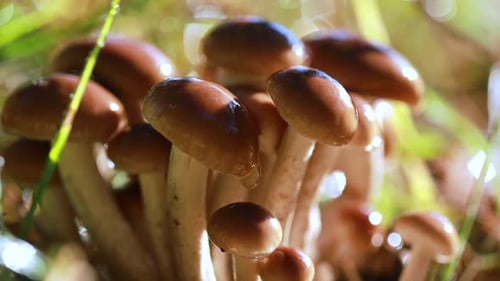 Armillaria Mushrooms of Honey Agaric In a Sunny Forest