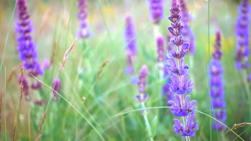 Salvia Grass Close Up At The Evening Time 4