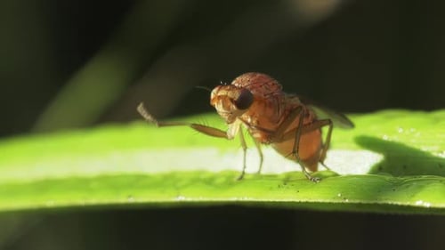 Macro View of Fly on Green Leaf