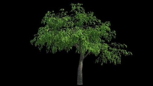 3D-Baum-Paket 1