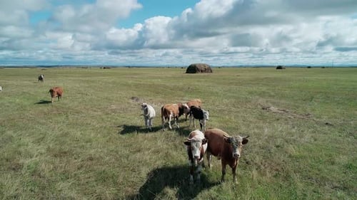 Aerial View of Herd of Cows Grazing on a Green Meadow