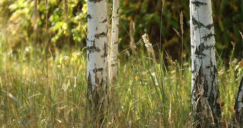 Birch Trunks Woods Close Up. Sunset In Summer Birch Forest, Russia. Russian Nature. Panorama