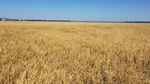 Wheat field. Video filmed by a drone flying over wheat