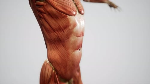 Muscular System of Human Body Animation