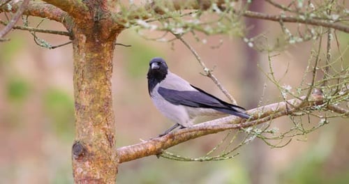 Elsterkrähenvogel, der auf einem Ast in einem Baum sitzt