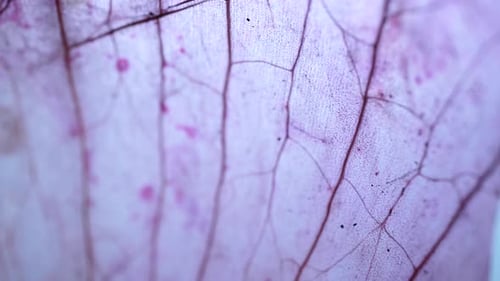 Tissue Microscopic Test