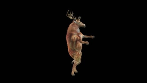 Animated 3D Deer Dancing on Hind Legs