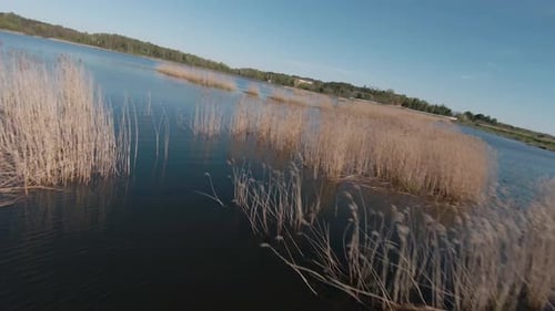 Fast and Agile Flight Over the Lake with Reeds