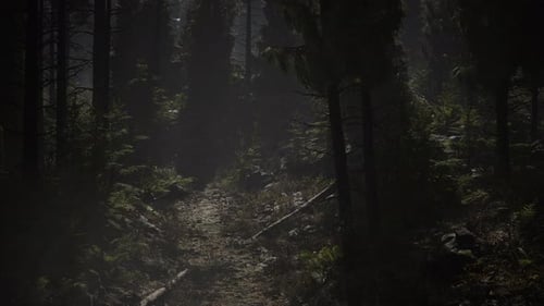 Spruce Forest at Summer Day