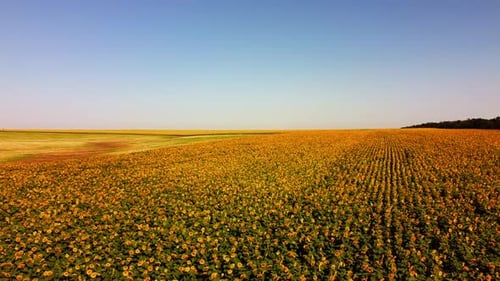 Aerial drone view of a flying over the sunflower field