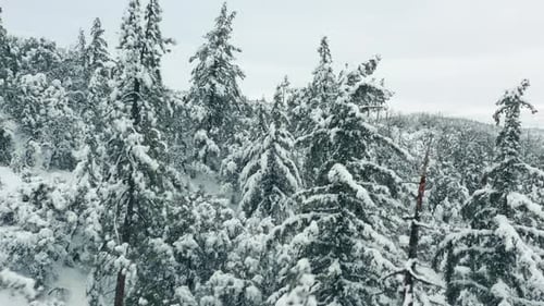 Luftaufnahme Verschneiter Winterwald bei Schneefall Nadelwälder