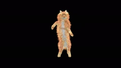 Cat Dancing 4K