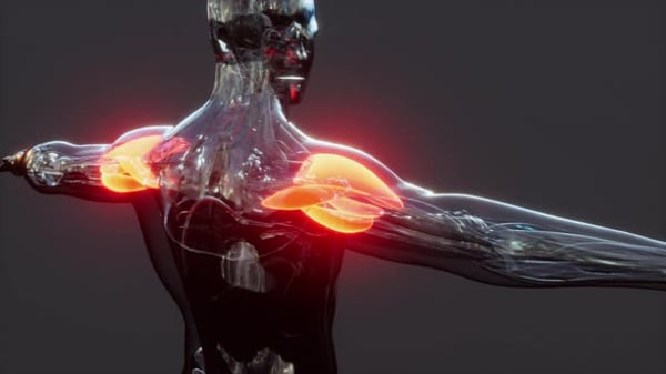 Human Muscular System Torso Muscles Pectoral Muscles Anatomy Animation ...