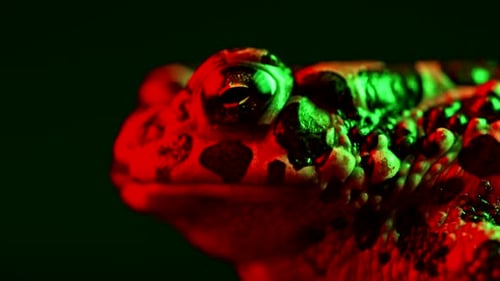 Close Up of Colorful Toad in Dark Setting