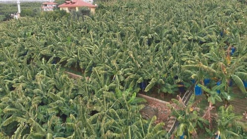 Banana Plantation With Thriving Crops Aerial