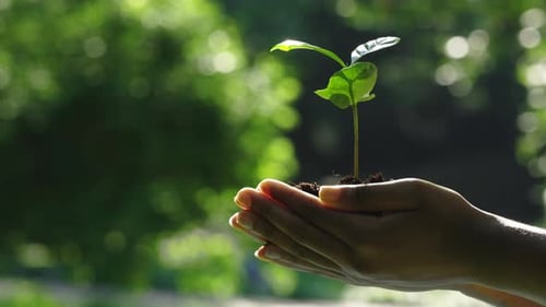 Female Hands Holding Abundance Soil with Green Sprout