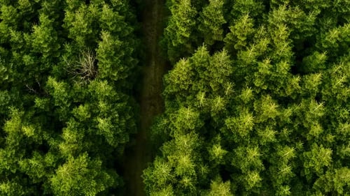 The Trail in the Forest