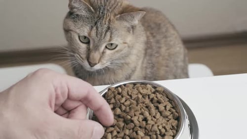 Man Feeding a Cat