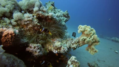 Tropical Clownfish