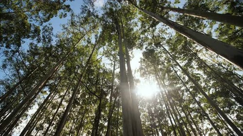 Eucalyptus Forest Near the City of Munar