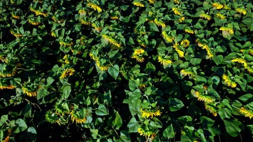 Survoler des champs de tournesols