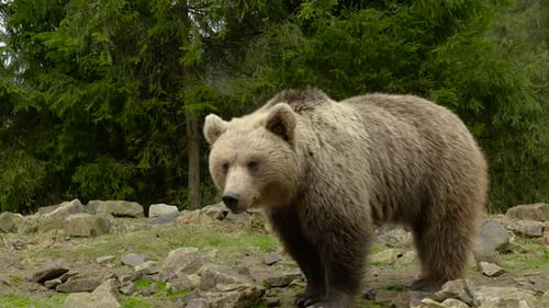 A Big Brown Bear in the Forest