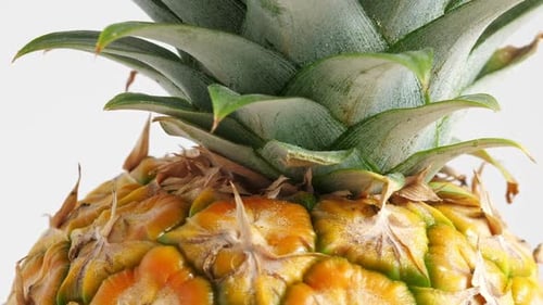 Pineapple Fruit, Closeup